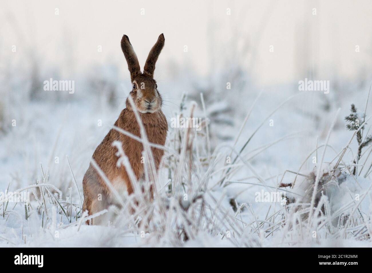 Coniglio in inverno, lepre europea (Lepus europaeus), Slovacchia Foto Stock