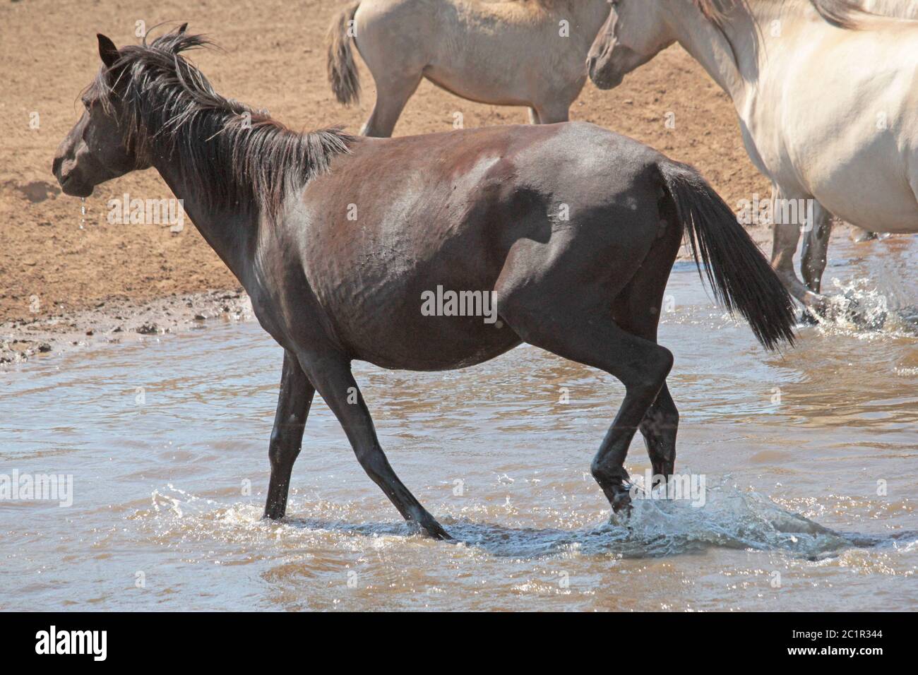 Wildpferde bei DÃ¼lmen Foto Stock