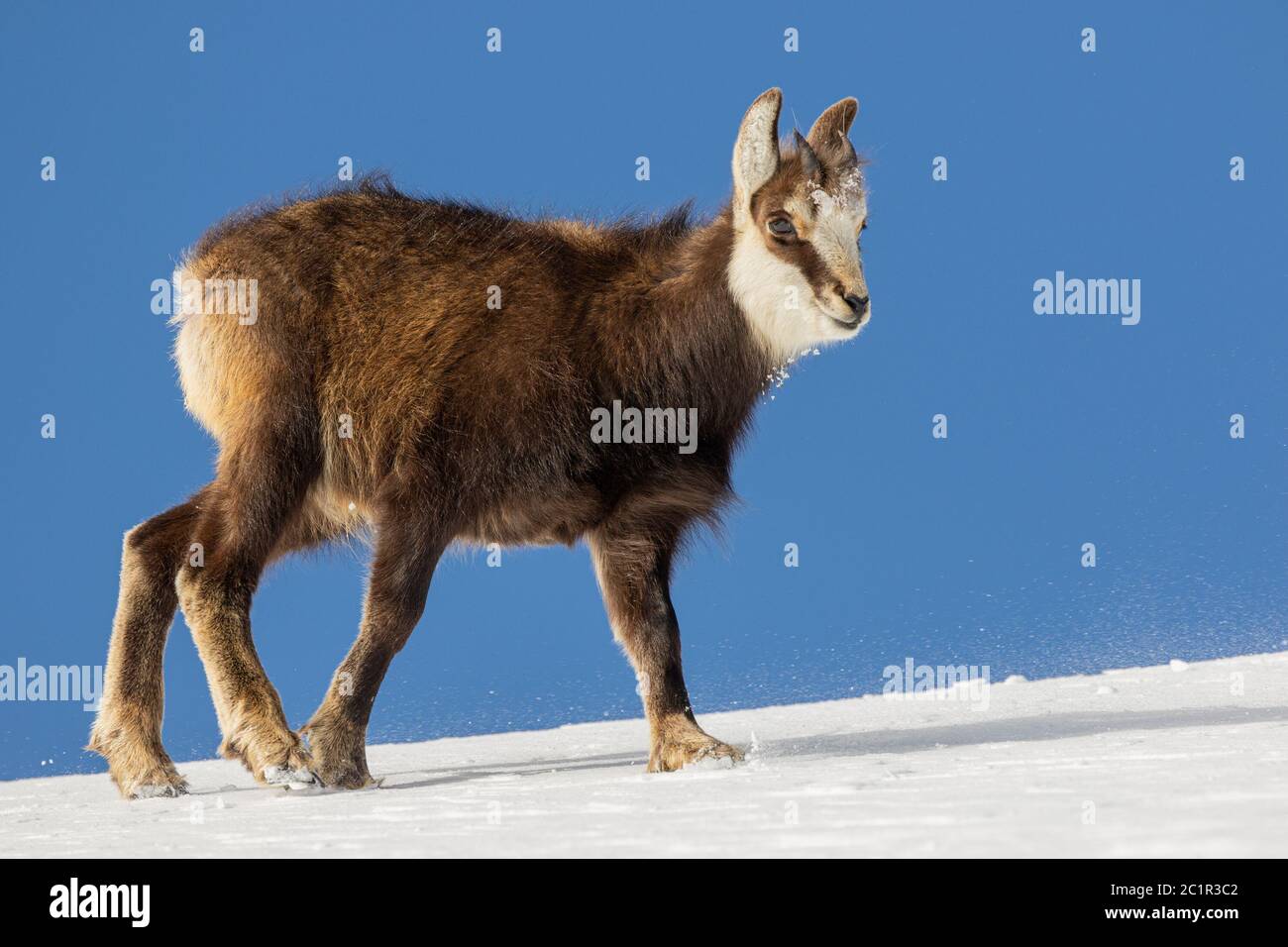 Giovane camoscio che cammina attraverso il campo di neve, (Rupicapra rupicapra), Slovacchia Foto Stock