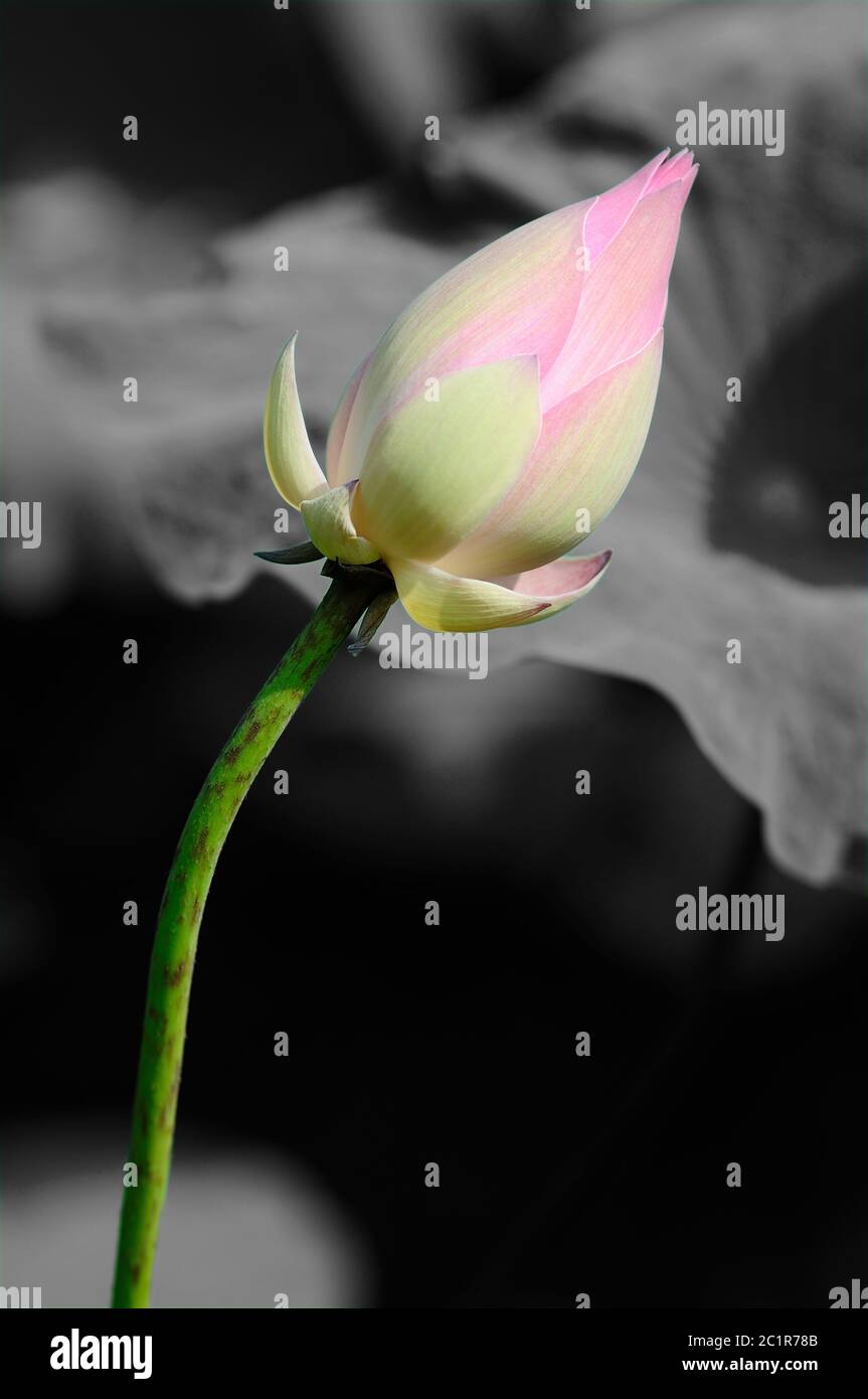 Un Lotus Bud isolato in bianco e nero Foto Stock