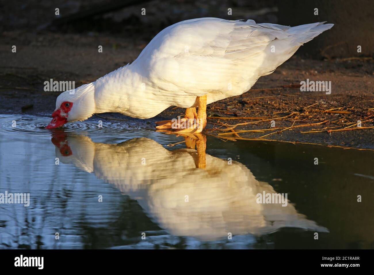 White Peel of the Wart Elements drink al bordo dell'acqua Foto Stock
