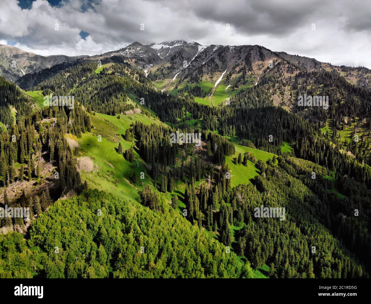 Vista aerea della pineta in splendide montagne durante il giorno di sole. Foto scattata con il drone Foto Stock