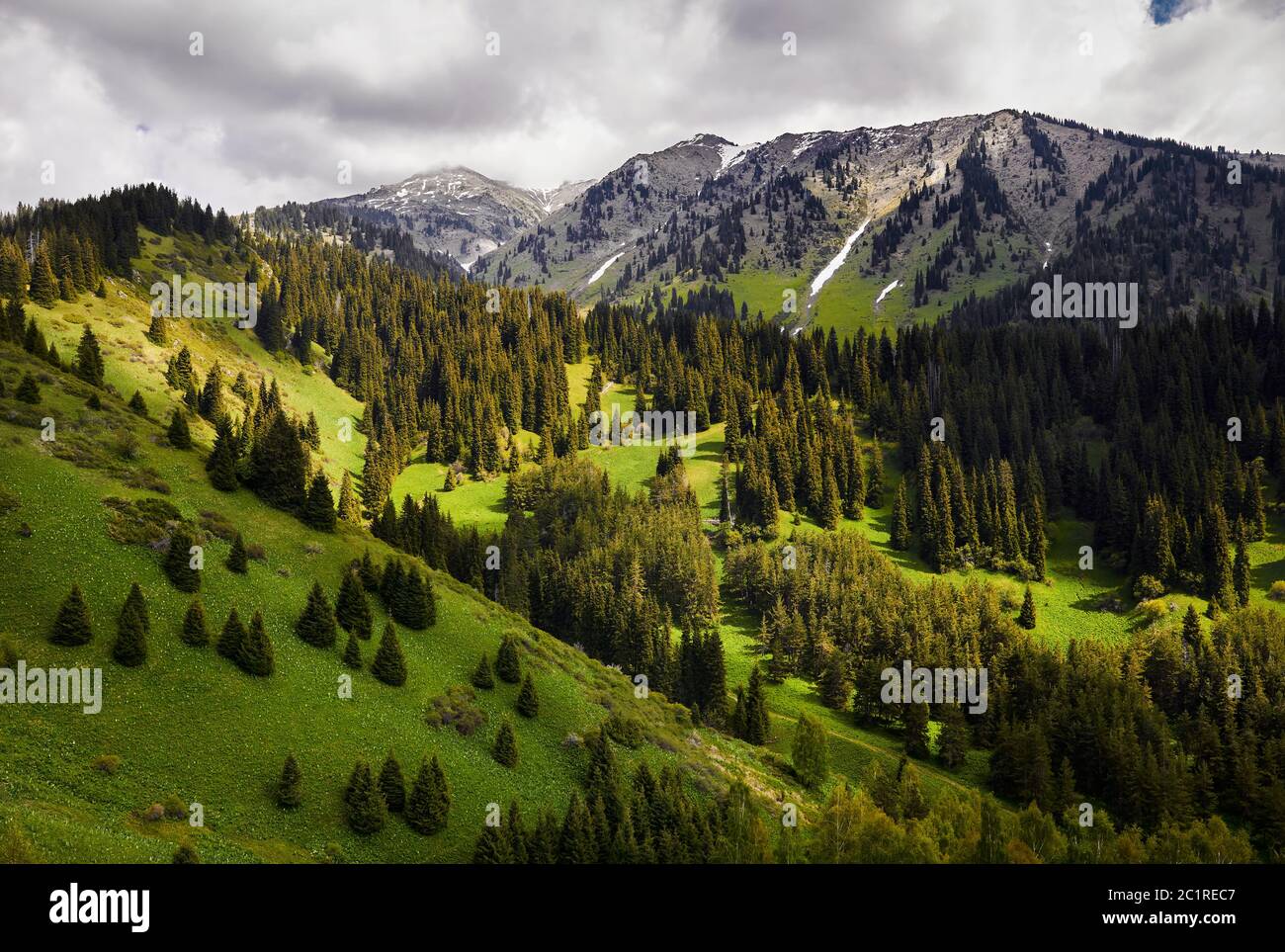 Splendido paesaggio idilliaco di pineta nella valle di montagna in un giorno di sole nuvoloso Foto Stock