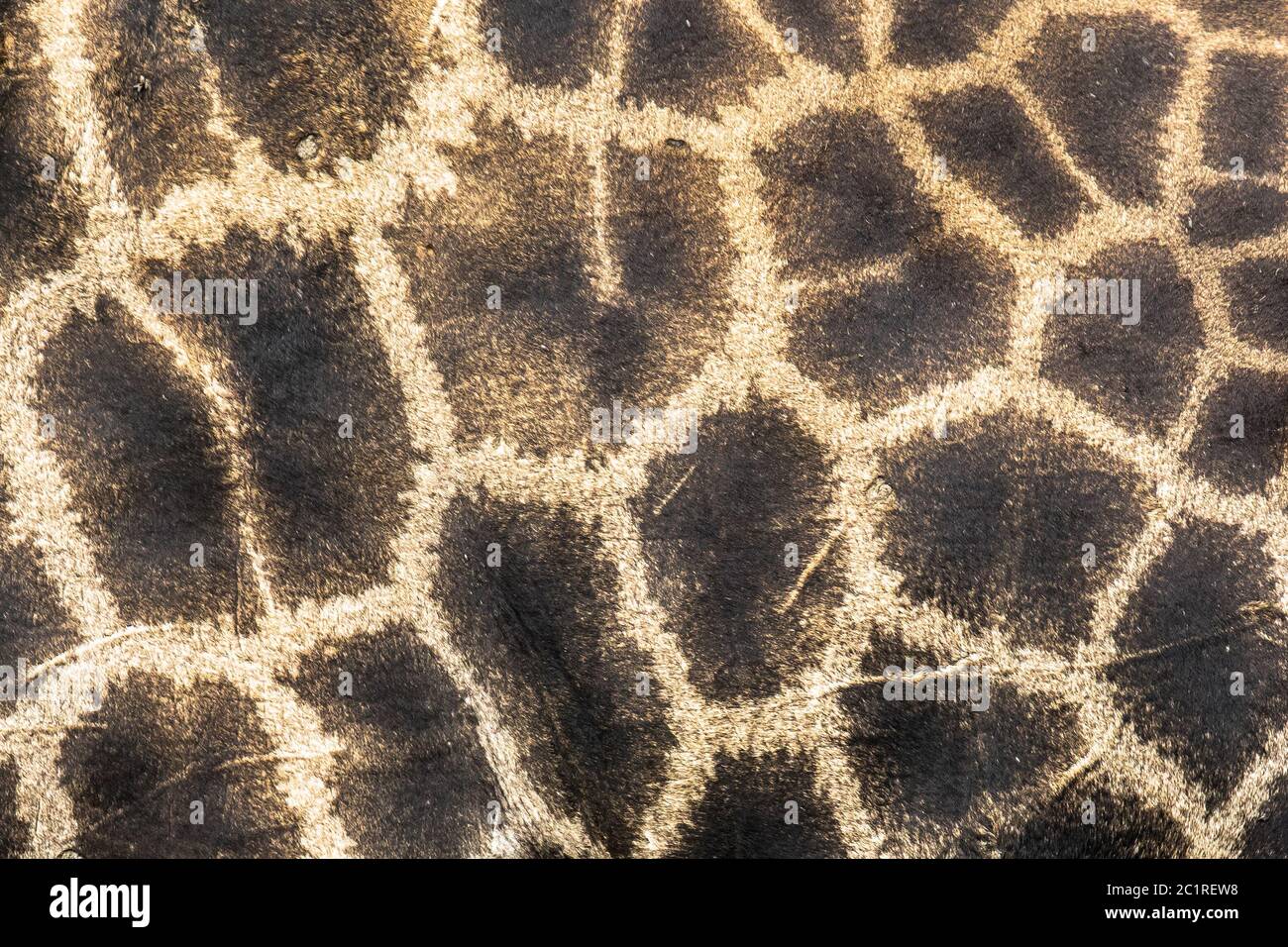 La giraffa camouflage pattern di pelliccia di close-up astratto tema safari metafora Foto Stock