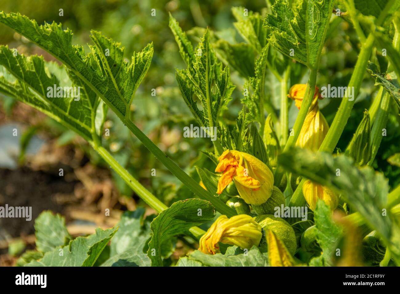 Vegetali organici naturali coltivati in terreno nutrito. Germoglio di pianta agricola. Coltivazioni di terra.. Ambiente verde Foto Stock