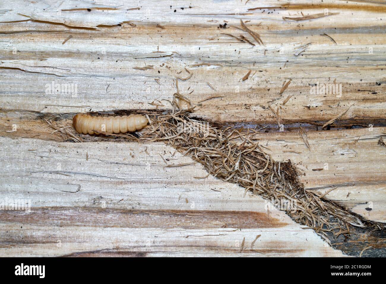 Larva di un grande pioppo longhorn beetle (Saperda carcharias) in legno di pioppo Foto Stock