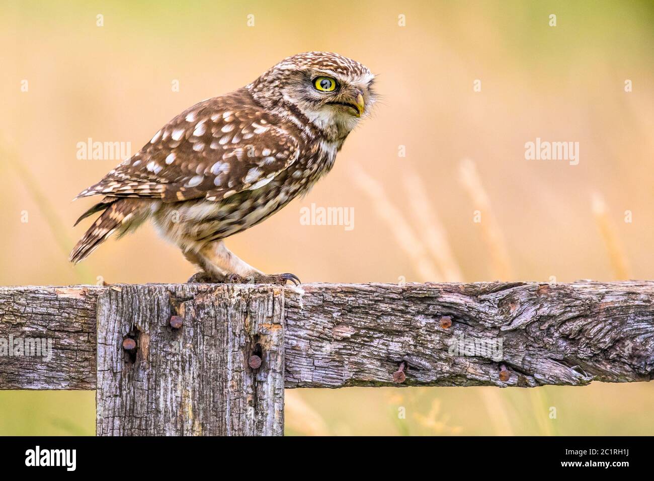 Little Owl (Athene noctua) uccello notturno arroccato su tronchi e guardando a lato alla preda Foto Stock