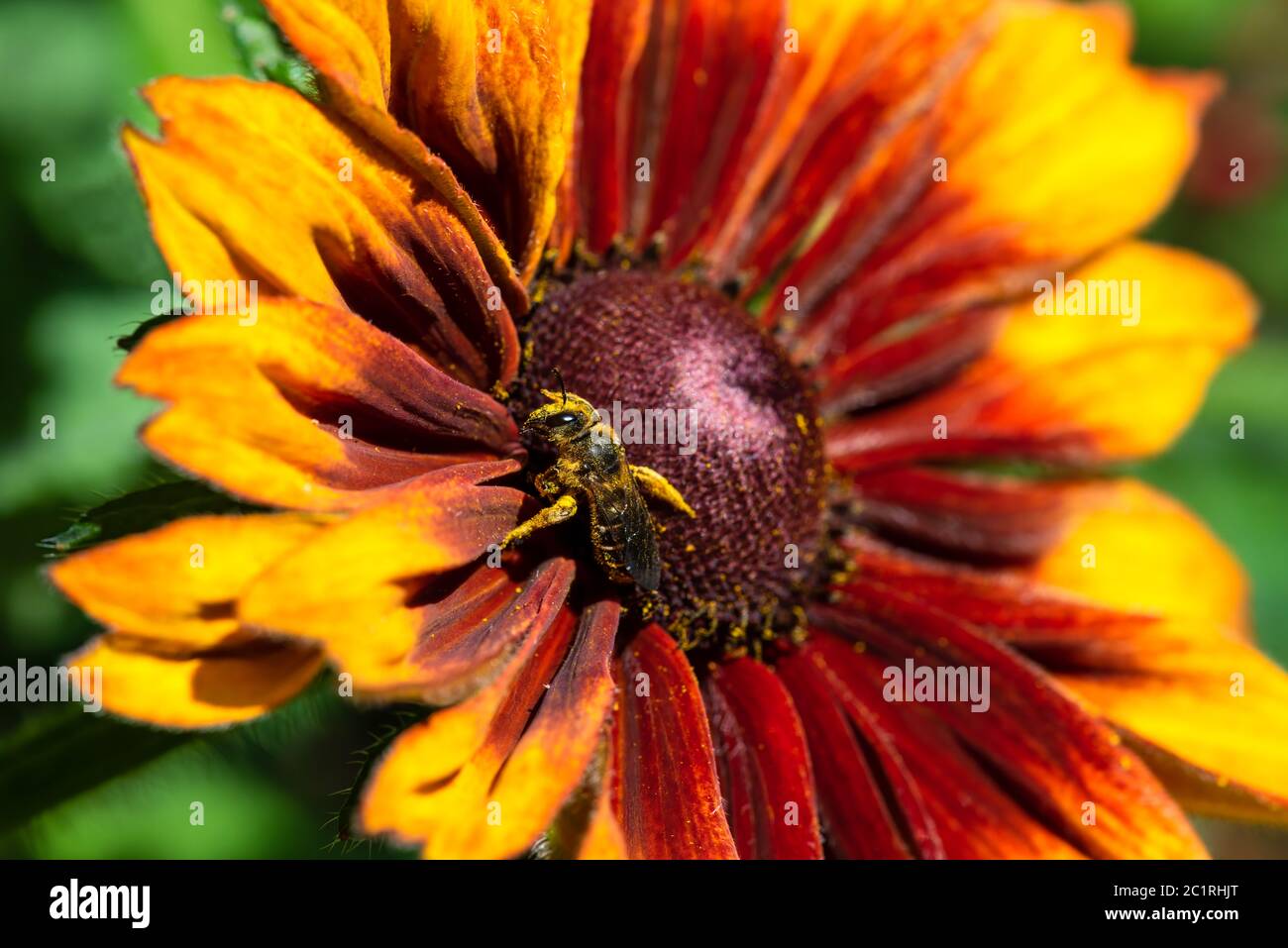 Una ape sta raccogliendo Pollen su un fiore colorato Foto Stock