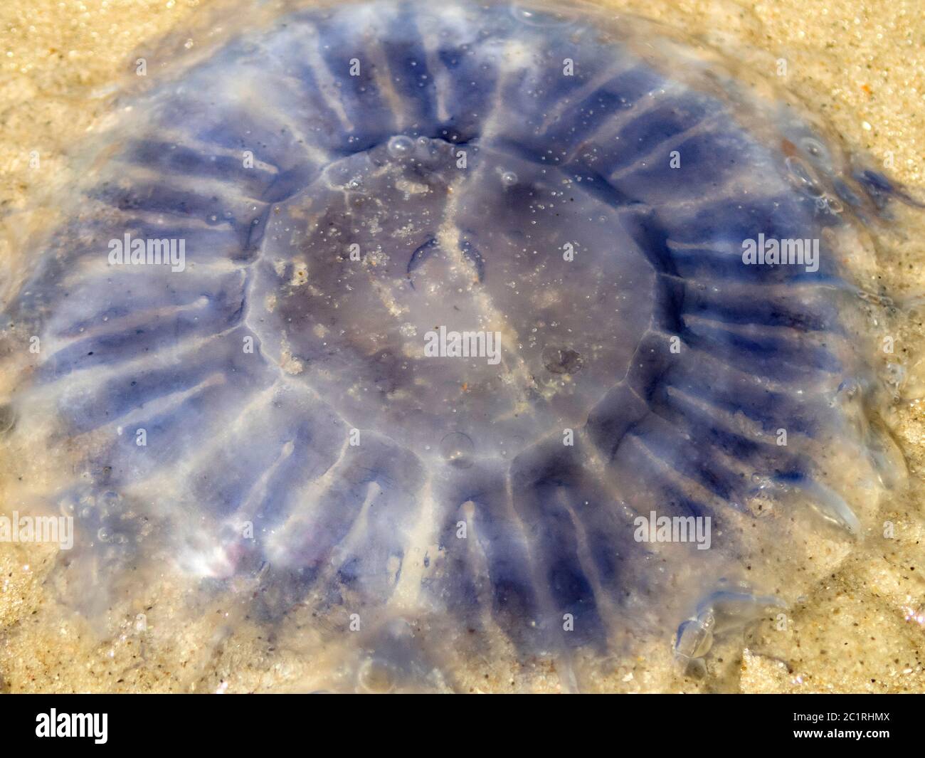 Germania, Wangerooge - Jellyfish Foto Stock