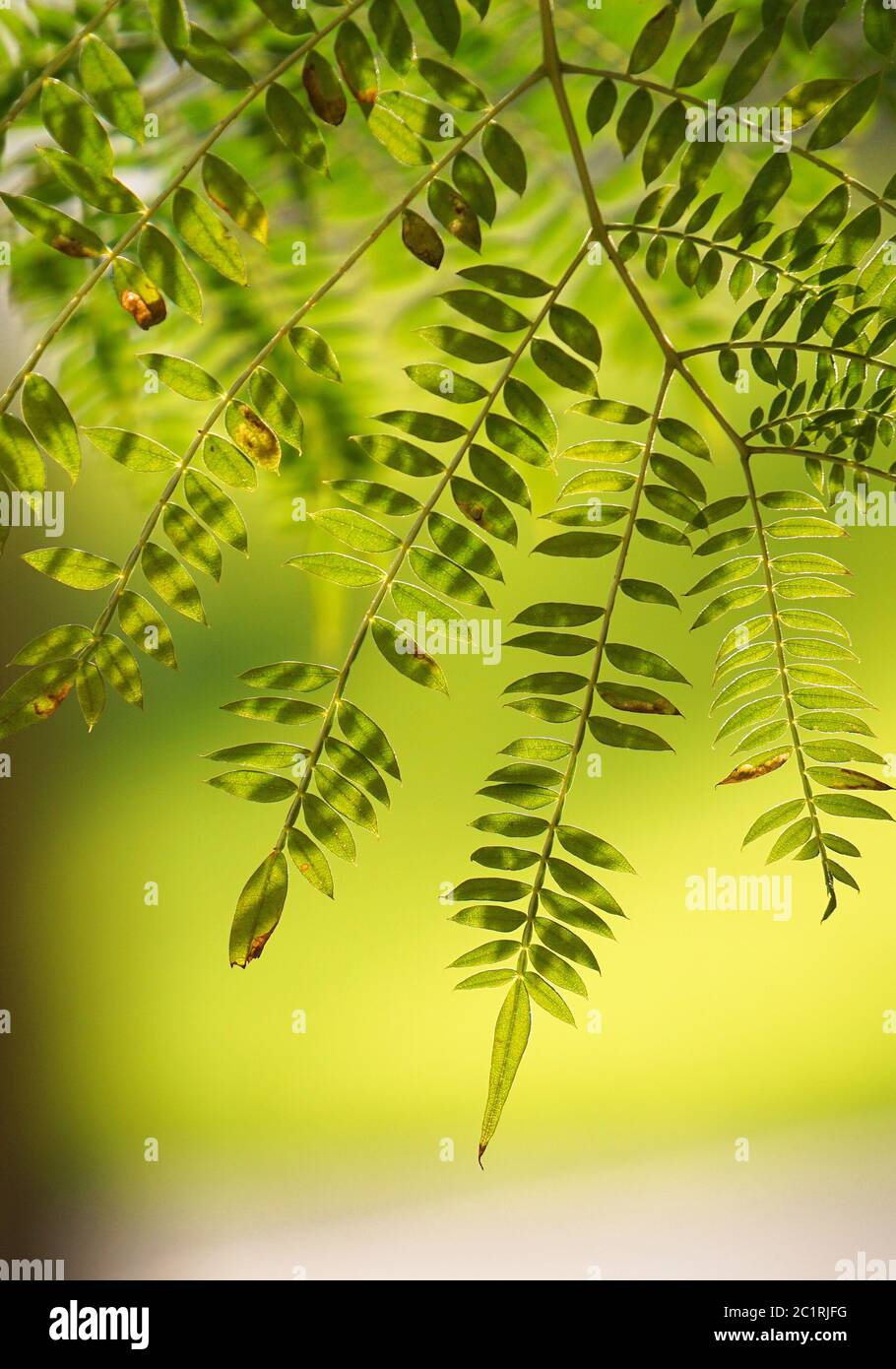 trama delle foglie verdi dell'albero Foto Stock