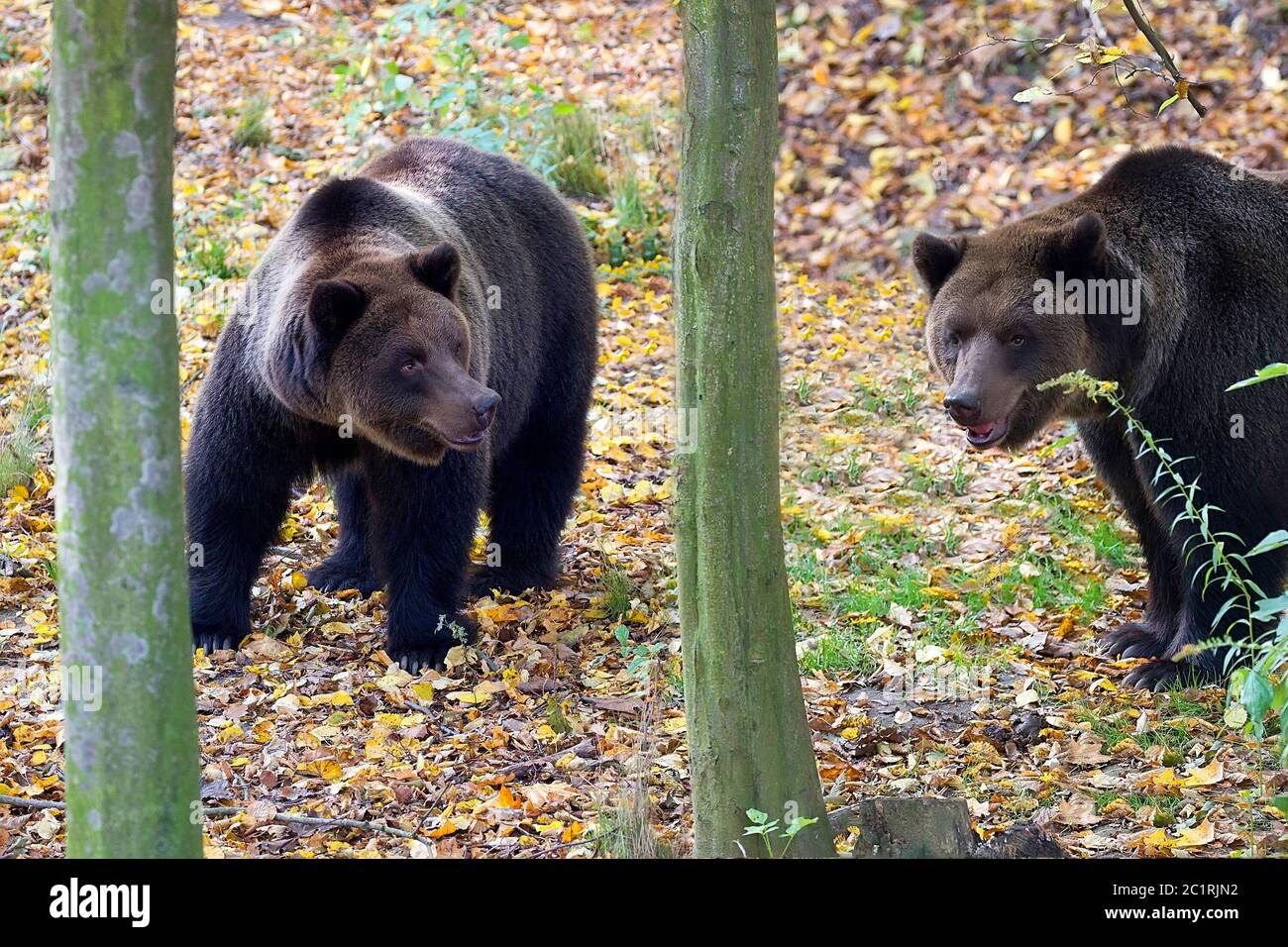 Orso bruno in foresta Foto Stock
