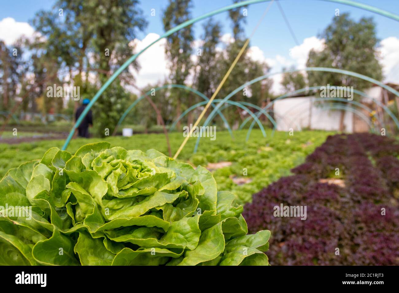 Vegetali organici naturali coltivati in terreno nutrito. Germoglio di pianta agricola. Coltivazioni di terra.. Ambiente verde Foto Stock