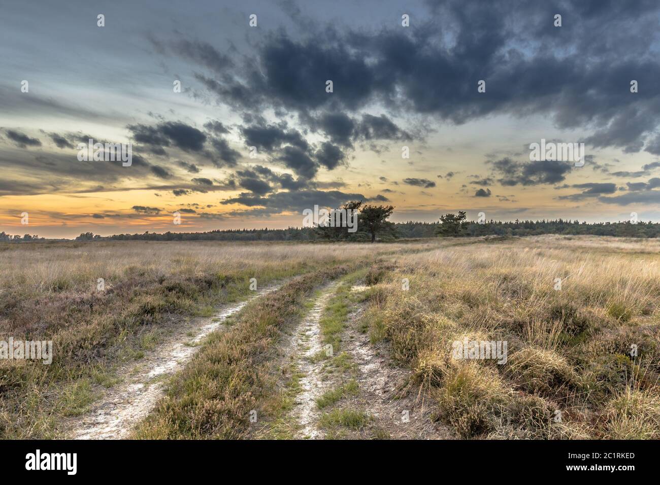 Brughiera naturale paesaggio vicino Hijken nella provincia di Drenthe sulla bella serata estiva in Paesi Bassi Foto Stock