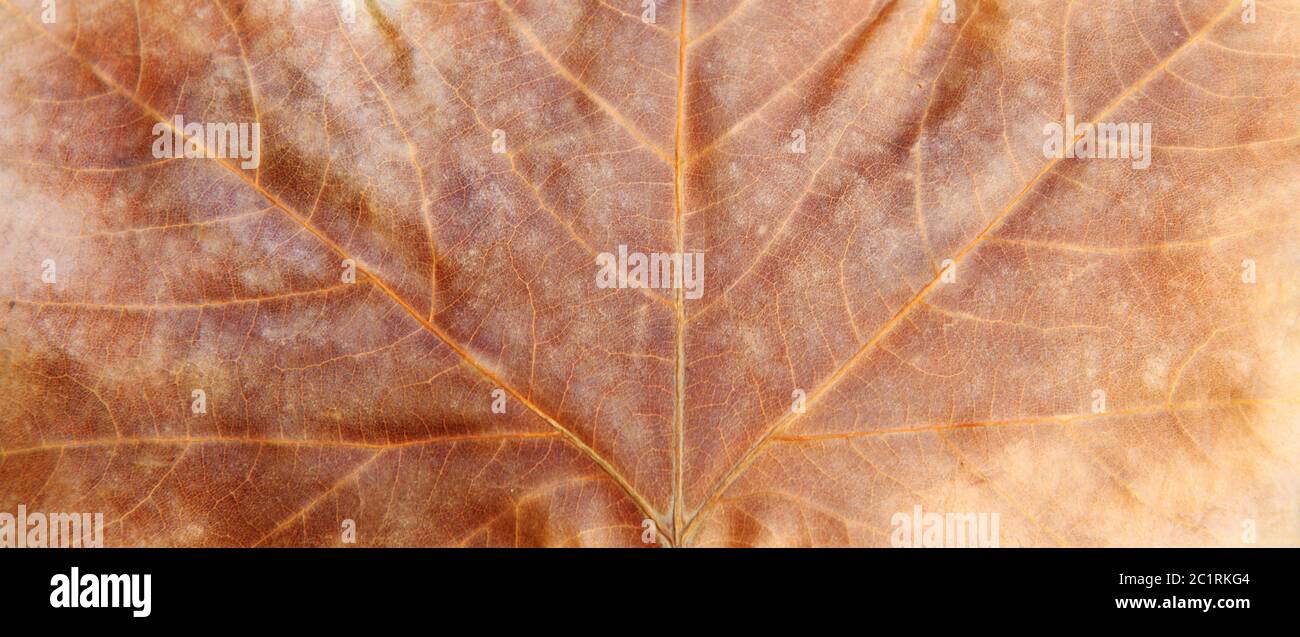 Primo piano su foglia d'acero autunno . Astratto natura sfondo. Foto Stock