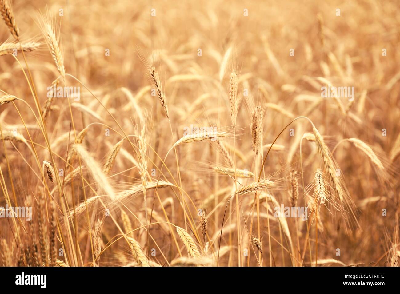 Campo di grano dorato campagna Foto Stock