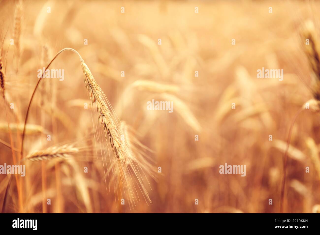Campo di grano dorato campagna Foto Stock