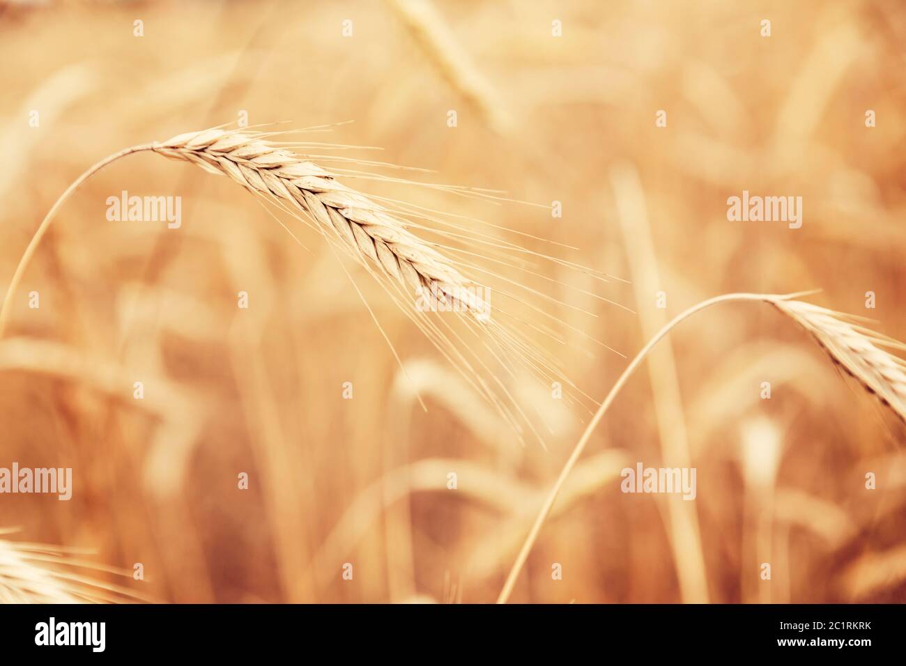 Campo di grano dorato campagna Foto Stock