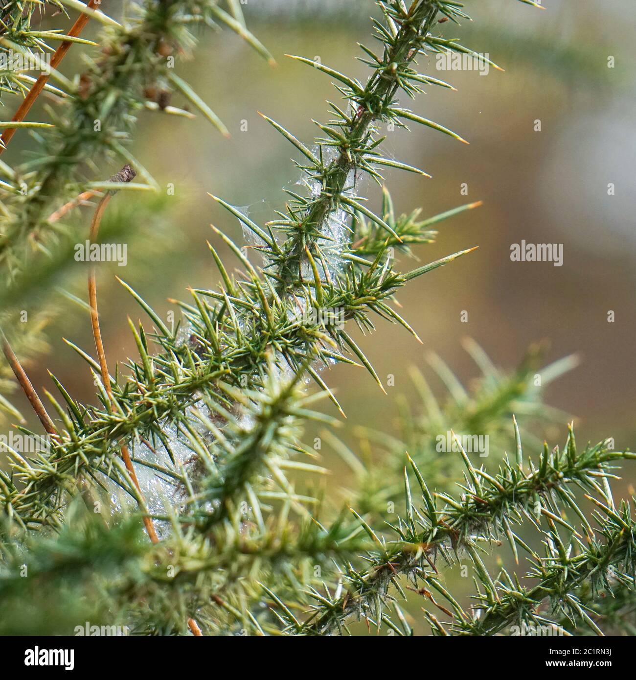 piante di fiori colorati nella natura Foto Stock