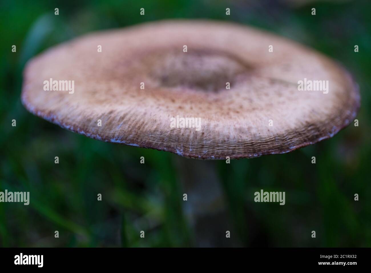 Bordo di un fungo tra l'erba in un giardino con profondità di campo stretta Foto Stock
