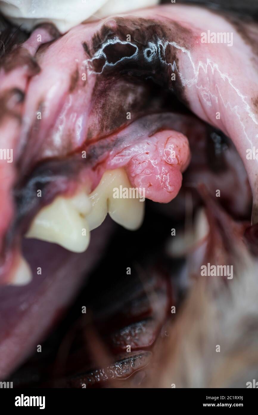 Un'epulis è un tumore della mucosa dentale nel tessuto gengivale che circonda i denti del cane Foto Stock