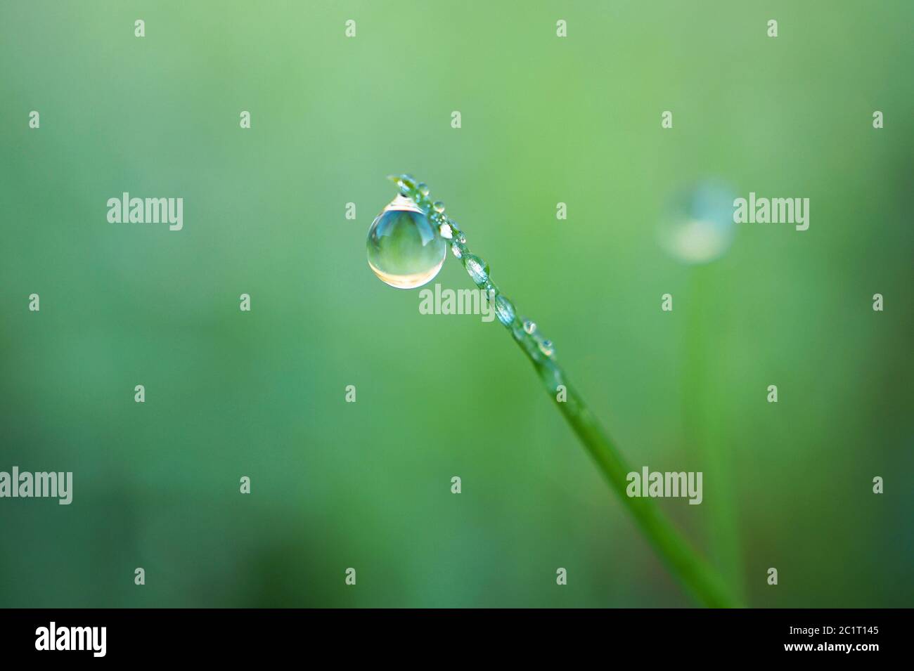 goccia sulle foglie di garzana Foto Stock