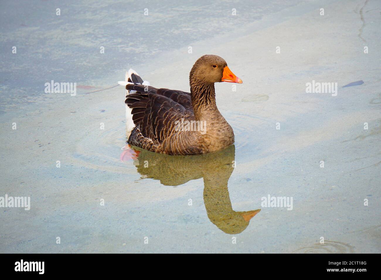 anatra di oca nel lago Foto Stock