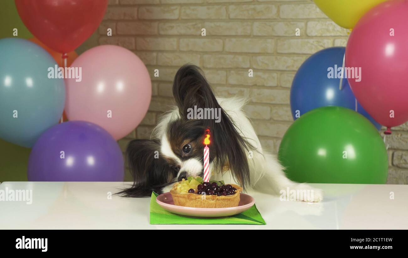 Voglia di cane Papillon di mangiare la torta di compleanno con candela Foto Stock