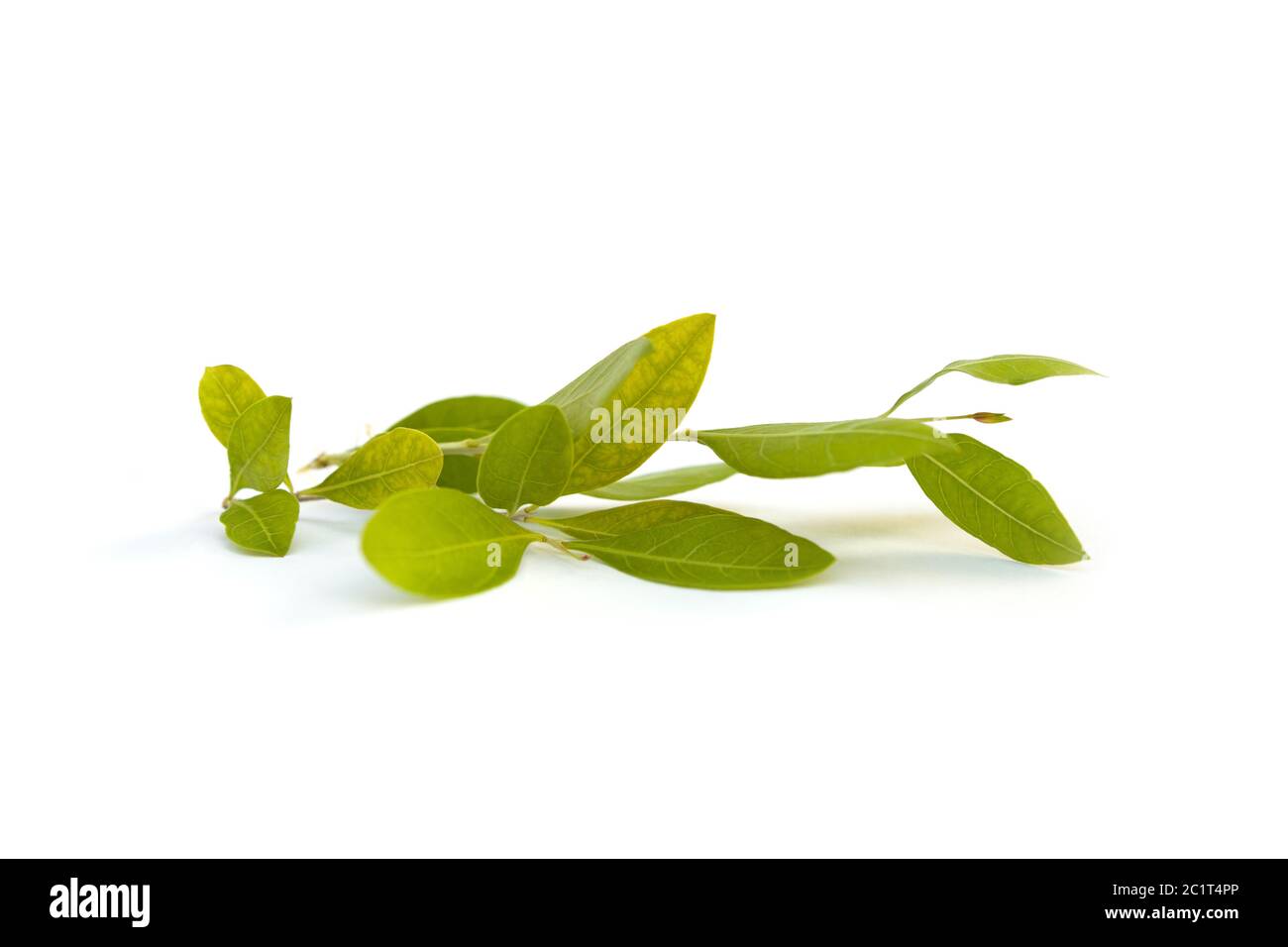 Cassia fistola fiore. Foto Stock