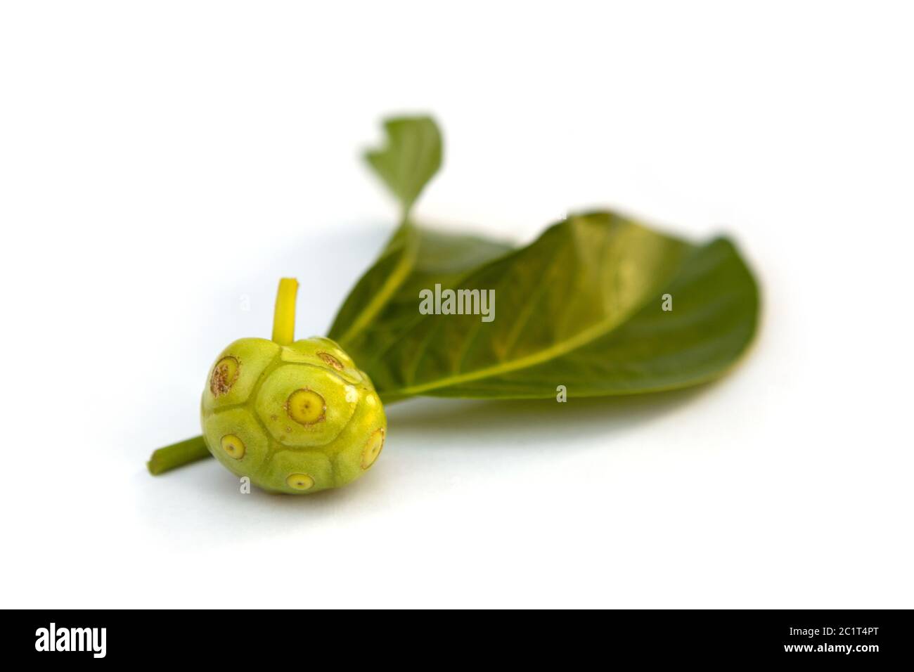 Grande frutto tropicale morinda. Foto Stock