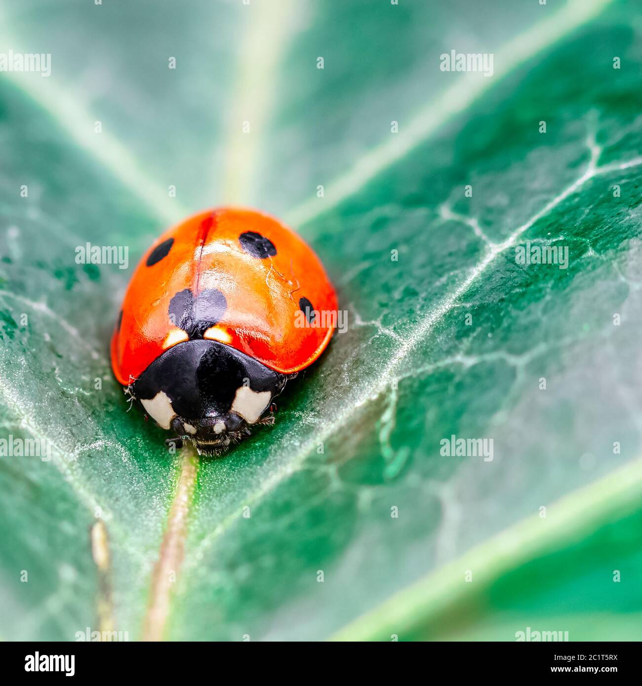 Coccinella septempunctata, conosciuta come ladybird a sette punti, ladybug a sette punti, C-7 o sette-spot lady Beetle sulla foglia Foto Stock