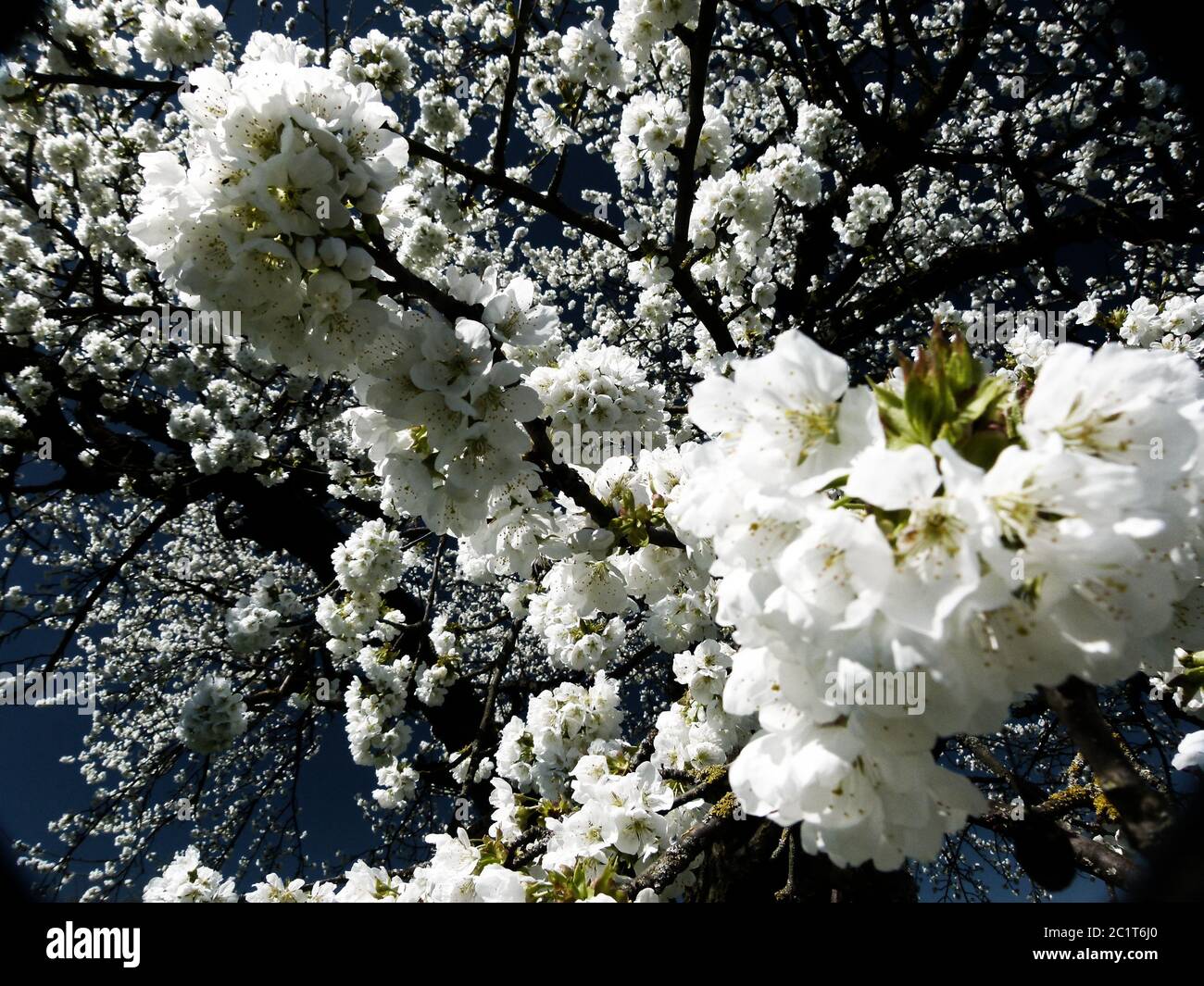 parte della ciliegia in favoloso splendore floreale Foto Stock