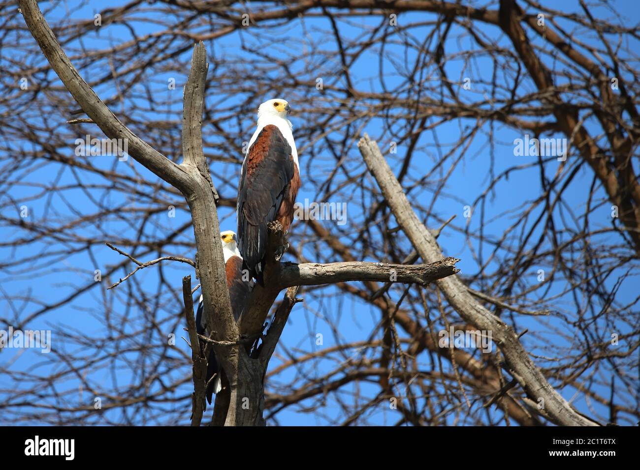 Due Paesi africani aquile di mare a sedersi su un albero a Lake Naivasha. Foto Stock