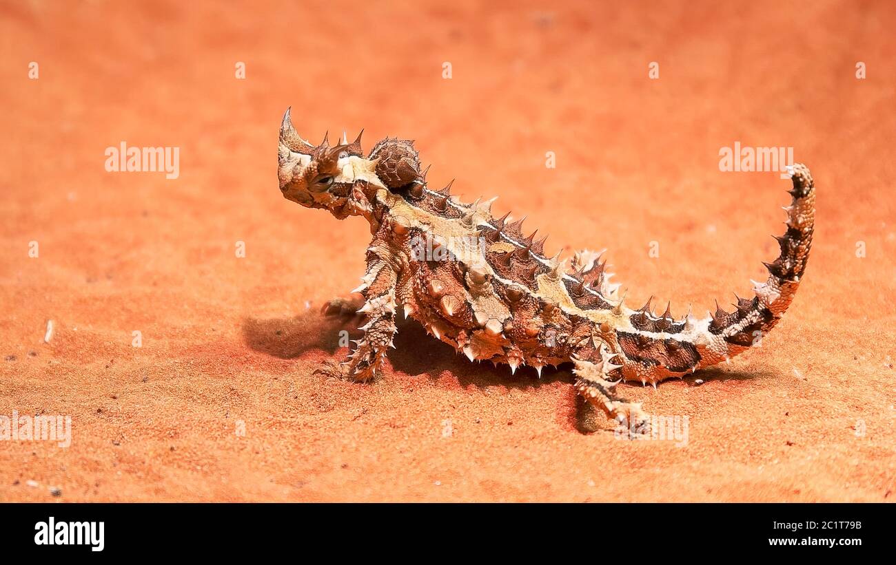 la lucertola australiana del drago spinoso gira la testa e si guarda intorno Foto Stock