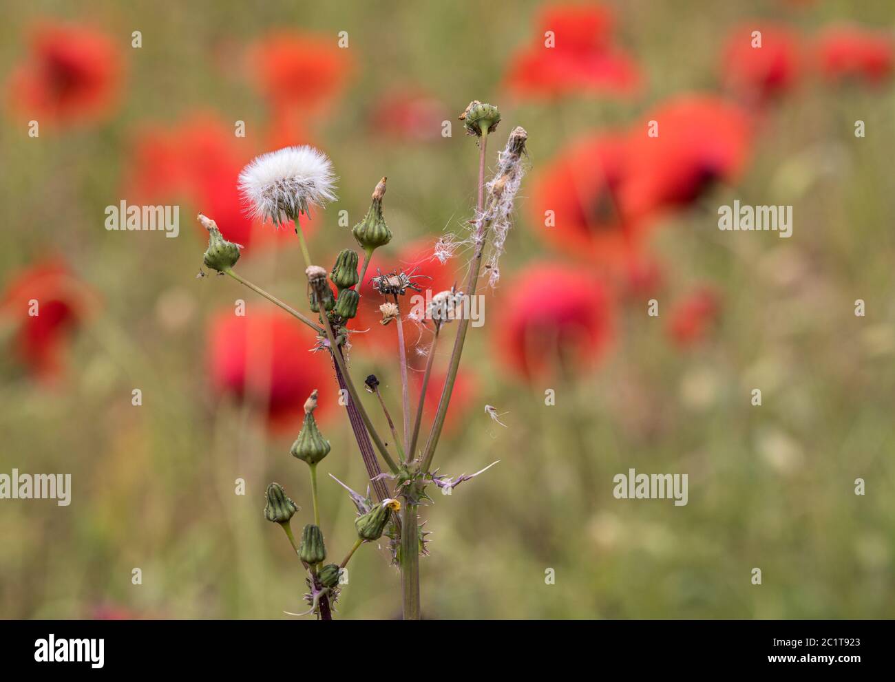 Papaveri estivi ( Papaveraceae ) in campi nella campagna rurale dell'Oxfordshire. Foto Stock