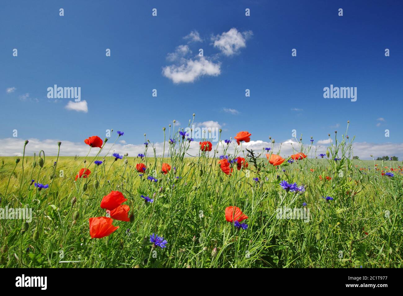 Isola di RÃ¼gen, Middelhagen, MÃ¶nchgut, campi di papaveri rossi, Vorpommern-RÃ¼gen, Mecklenburg-Vorpommern, Germania, Europa occidentale Foto Stock