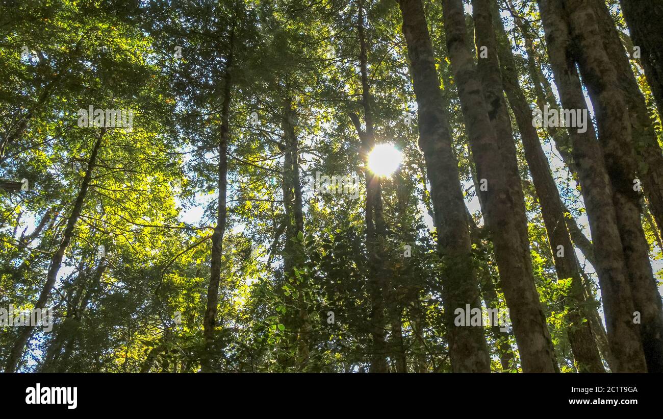 il sole splende attraverso il baldacchino di faggi temperati della foresta pluviale Foto Stock