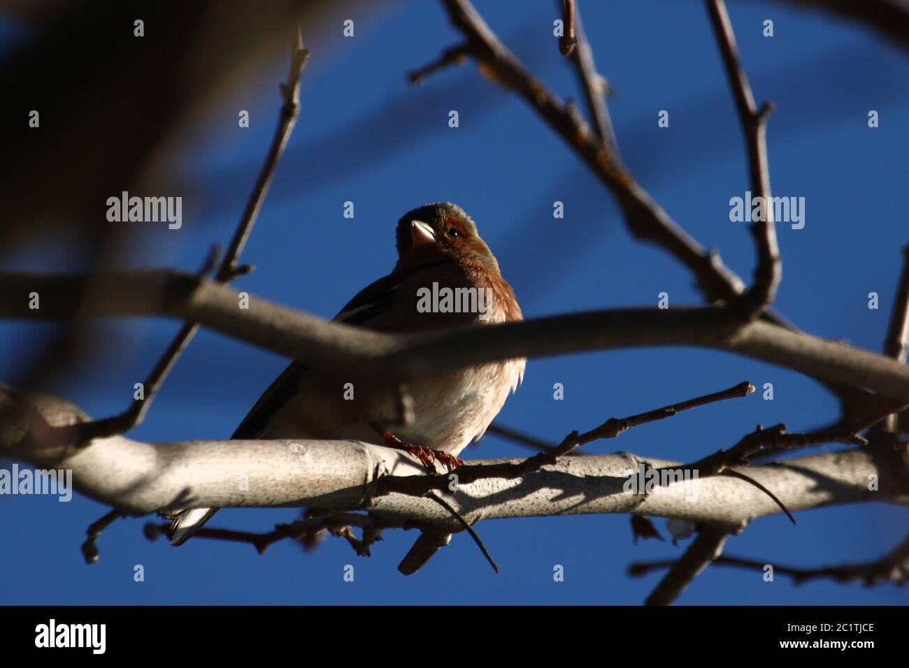 Un piccolo uccello che si trova su un ramo Foto Stock