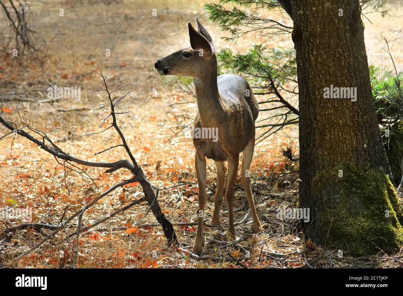 Doe ritratto dettagliato isolato sulla foresta nel Parco Nazionale di Yosemite Foto Stock