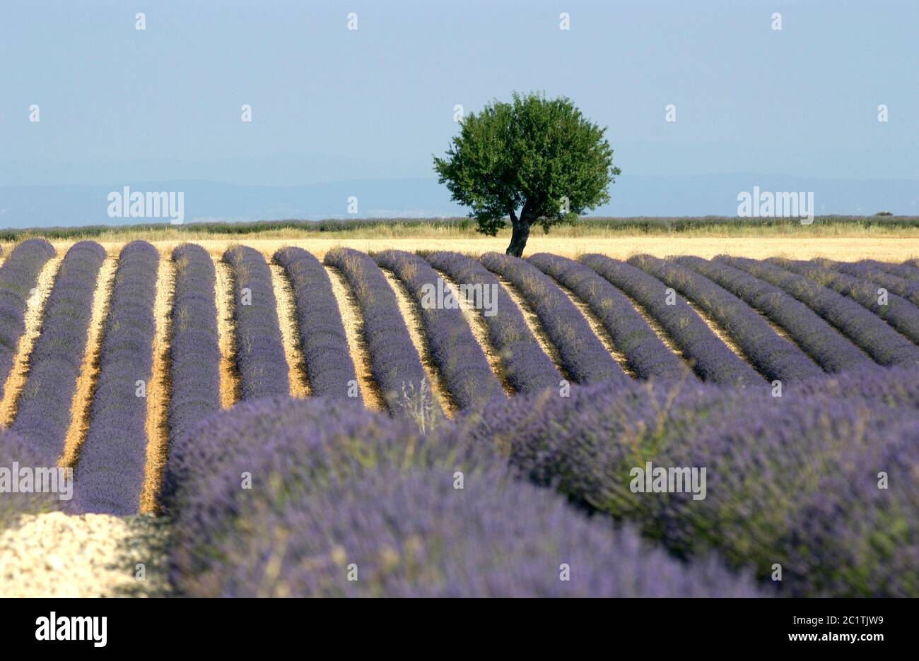Albero in un campo di lavanda, Plateau de Valensole, Alpes de Haute Provence, Provence-Alpes-Côte d'Azur, Francia Foto Stock