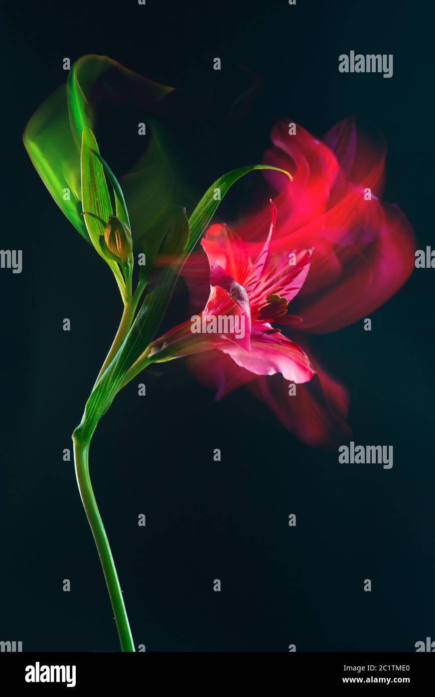 Fotografia astratta di fiori, lunga velocità dell'otturatore, petali rossi Foto Stock