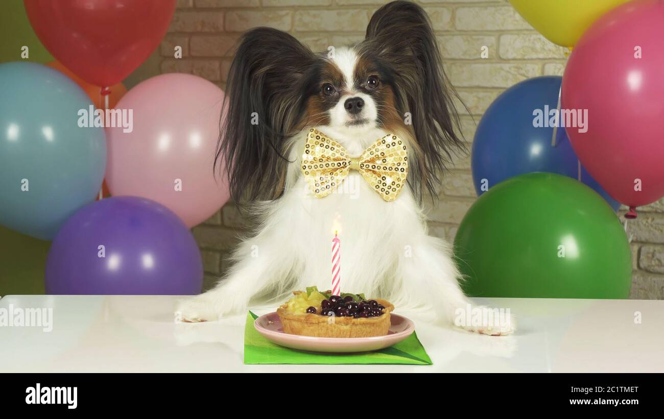 Voglia di cane Papillon di mangiare la torta di compleanno con candela Foto Stock