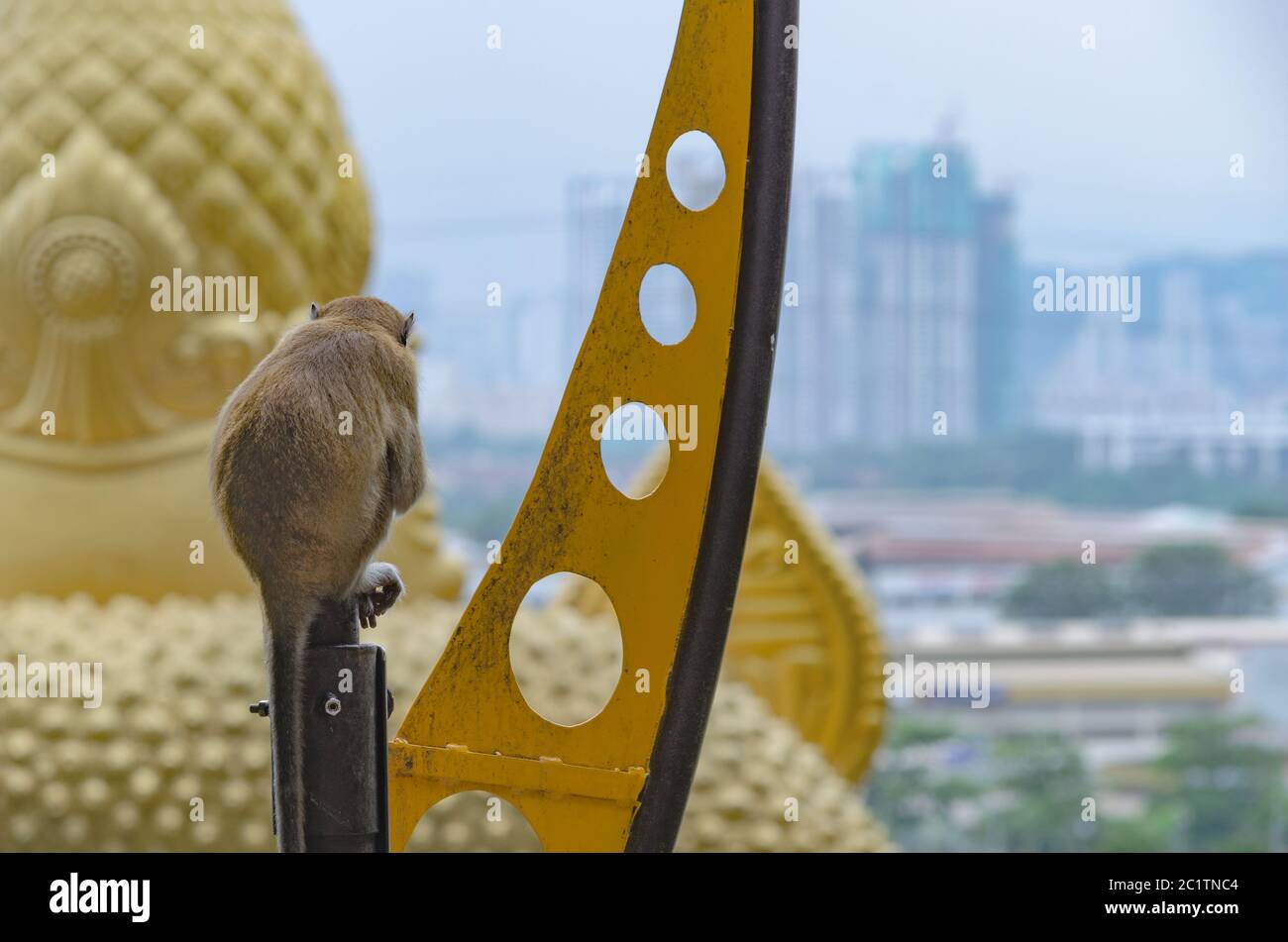 Scimmia guardando la città di Kuala Lumpur Foto Stock