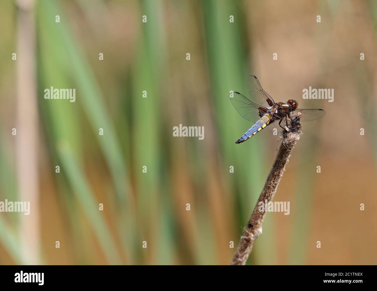 Primo piano di un culo corposo, libellula depressa poggiante su una canna Foto Stock