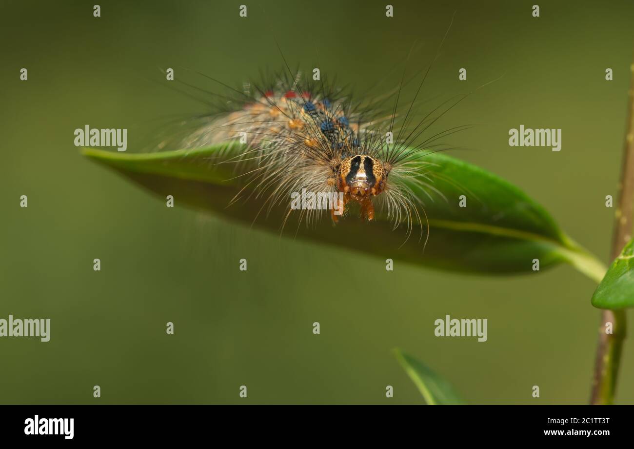 un caterpillar su una foglia Foto Stock