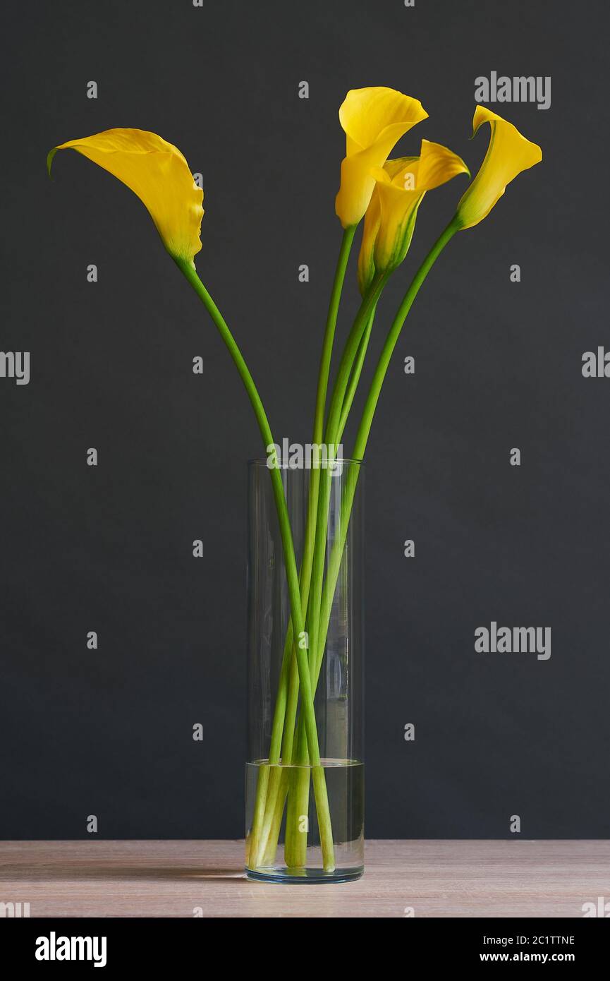 Bel bouquet di fiori di calla gialli in vaso. Foto Stock