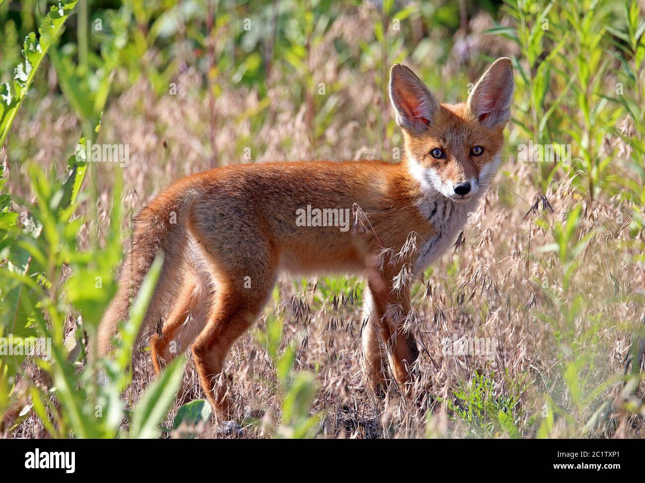 Rotuchs Vulpes vulpes dal Waggach niederung alla luce della sera Foto Stock