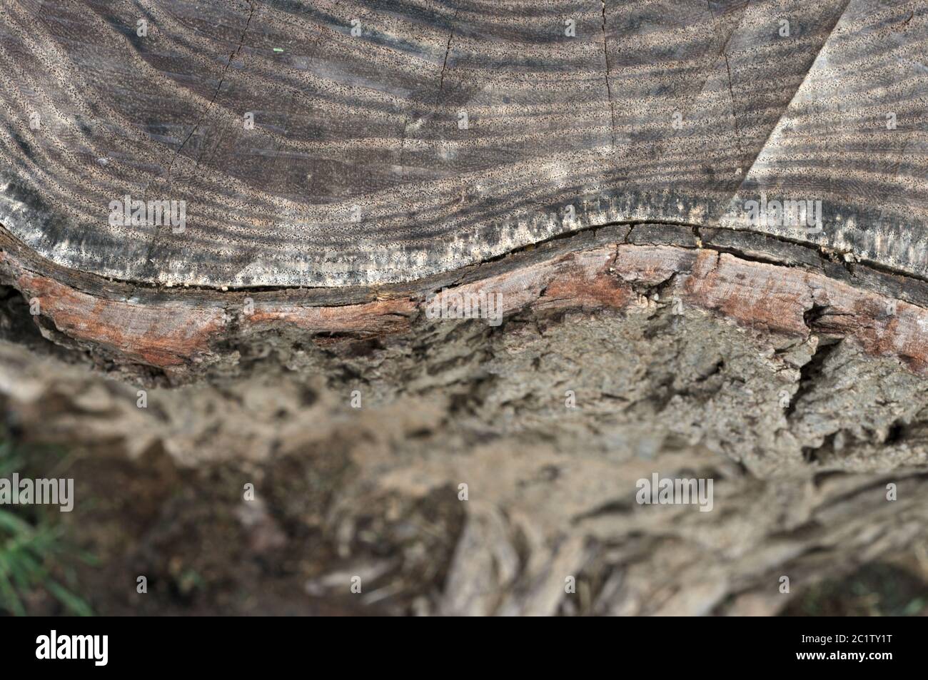 Tagliare il tronco dell'albero visto dall'alto Foto Stock