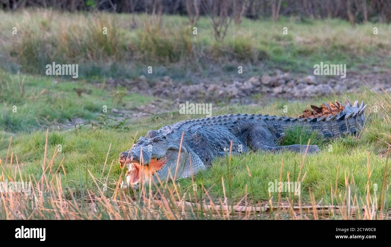 colpo di un enorme coccodrillo di acqua salata su una banca a corroboree billabong Foto Stock