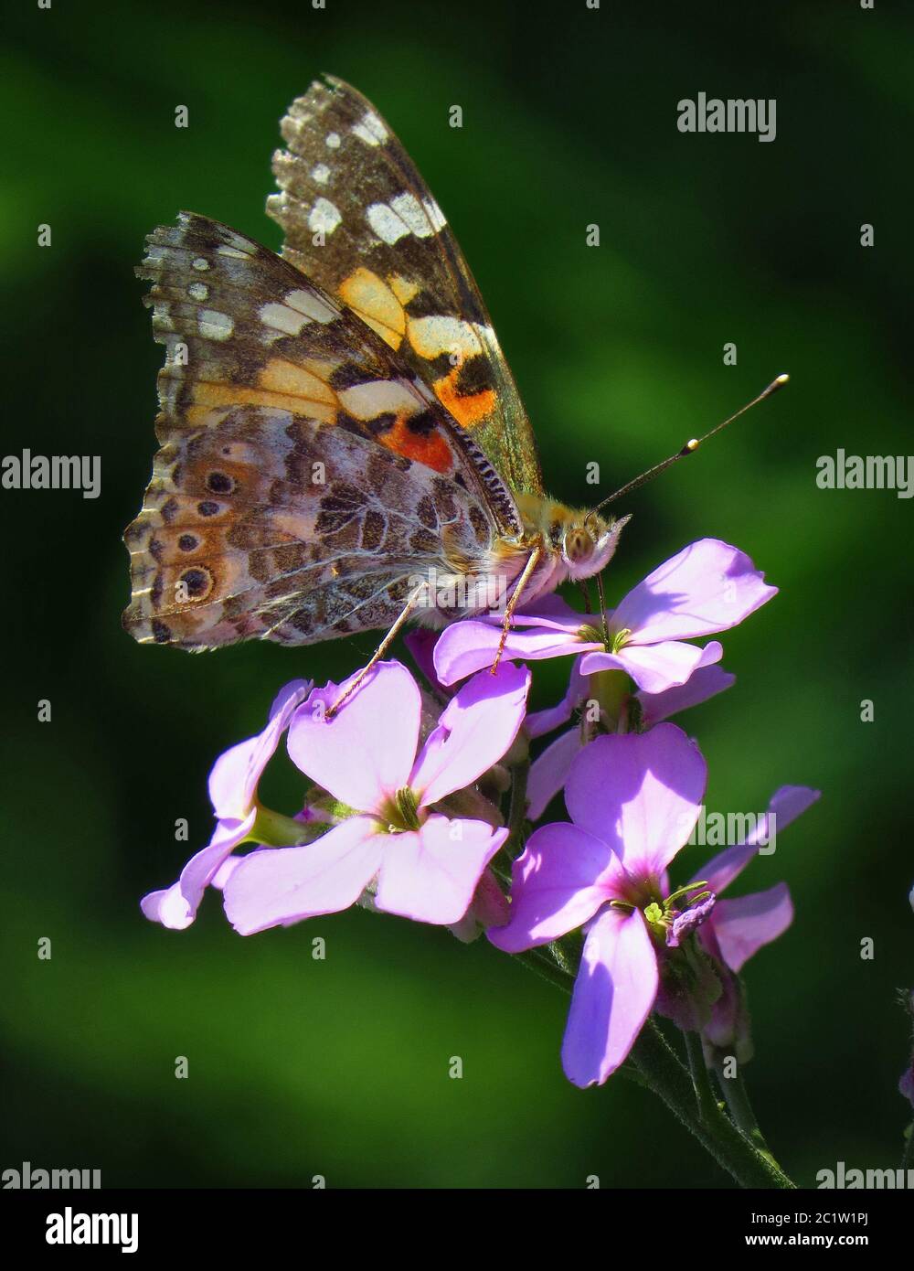 Donna dipinta, Vanessa Cardui, una farfalla migrante, seduta su un fiore, sotto Foto Stock