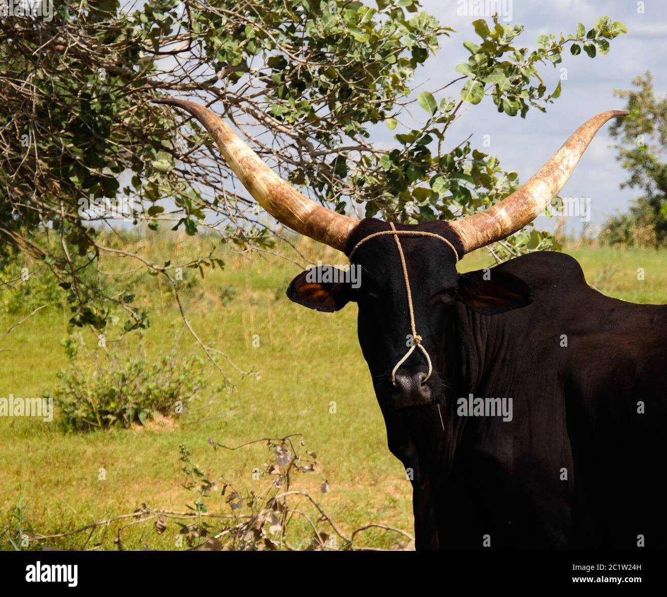 Ritratto di toro alto ankole-watusi, Oasis Dogon Tabki, Dogondoutchi, Niger Foto Stock